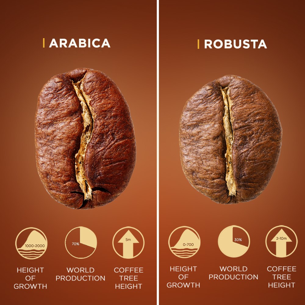 Het verschil tussen Arabica en Robusta koffiebonen